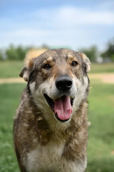 Retrato de un perro alegre en el campo . — Foto de Stock