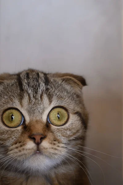 Retrato de um gato escocês com olhos abertos . — Fotografia de Stock