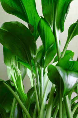 Aspidistra elatior bitkisinin yeşil sapları ve yaprakları.