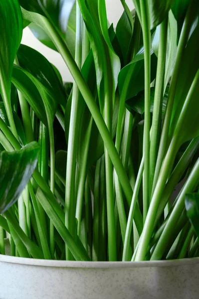 Tallos verdes de la planta de interior Aspidistra elatior . —  Fotos de Stock