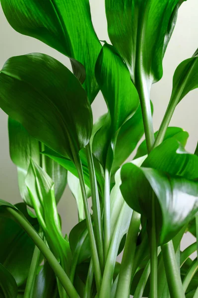 Aspidistra elatior bitkisinin yeşil sapları ve yaprakları.
