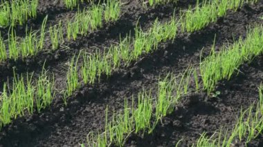 Genç yeşil soğanlar bahçede yetişir..