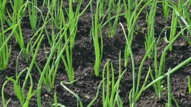 Grüne Zwiebeln wachsen im Garten auf einem Bauernhof. — Stockvideo