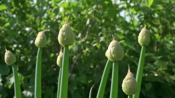 Стрілки зеленої цибулі в саду крупним планом . — стокове відео