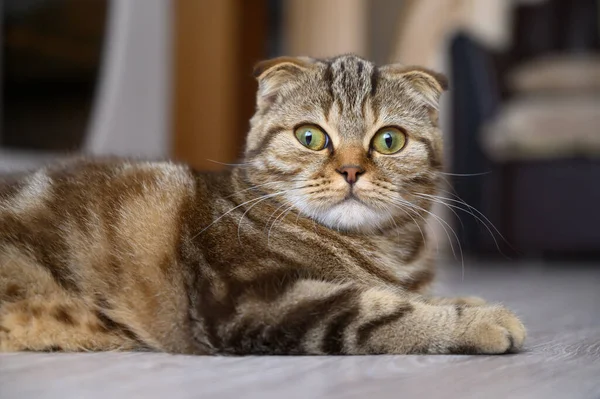 Close up retrato de um jovem gato escocês dobra . — Fotografia de Stock