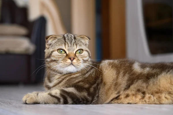 스코티시폴드를 접은 어린 고양이의 사진을 클로즈업. — 스톡 사진