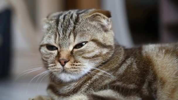 Nahaufnahme Porträt einer jungen schottischen Faltkatze. — Stockvideo