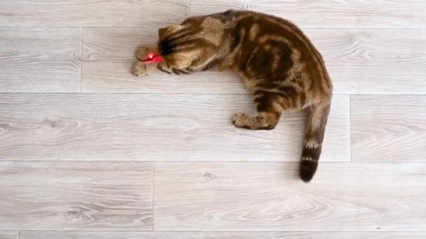Червоний кіт грає з лазерним вказівником на дерев'яній підлозі . — стокове відео