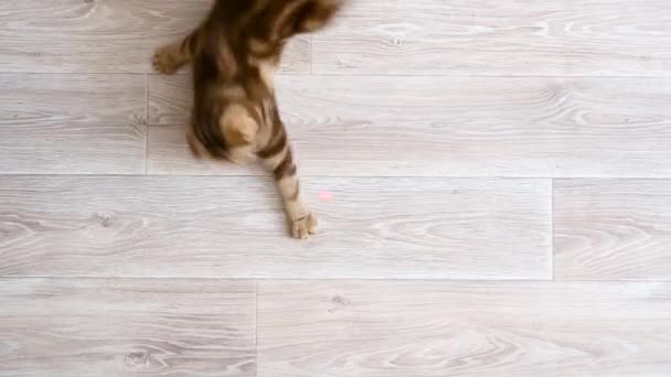 Red cat plays with a laser pointer on a wooden floor. — Stock Video