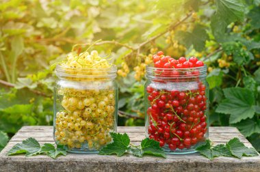 Cam kavanozlarda kırmızı ve beyaz frenk üzümü. Eko gıda konsepti.