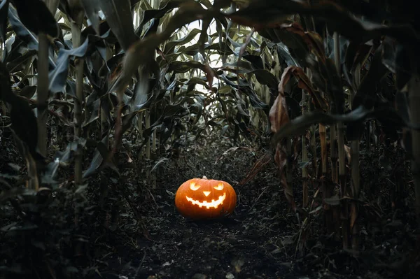 Fundo de férias de Halloween. Assustador brilhante jack-o-lanterna abóbora no chão em um milheiral. — Fotografia de Stock