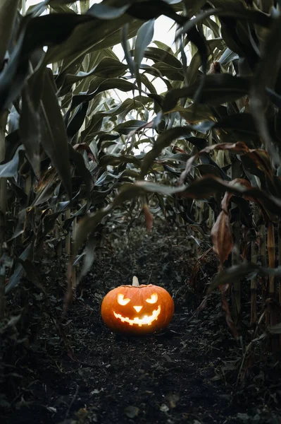 Halloween-Hintergrund. Gruselig glühender Jack-o-Laterne-Kürbis auf dem Boden in einem Maisfeld. — Stockfoto