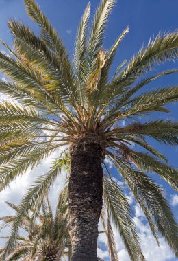 Bir turizm cenneti bir palmiye ağacı