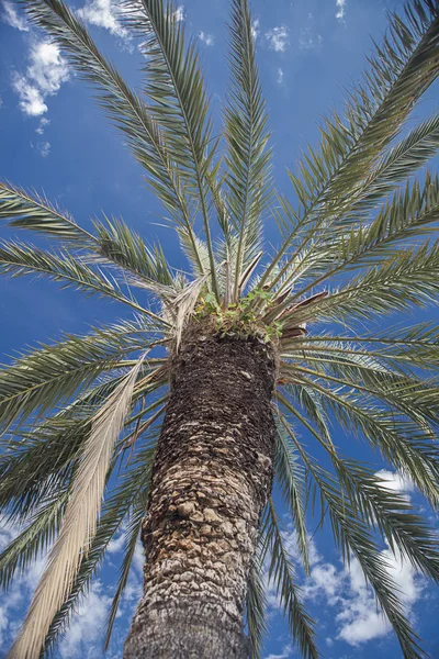 Bir turizm cenneti bir palmiye ağacı