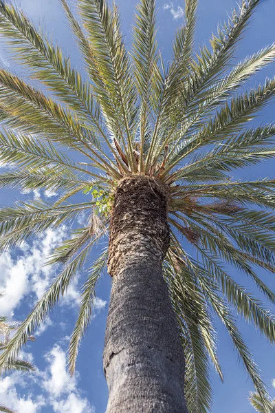 Bir turizm cenneti bir palmiye ağacı