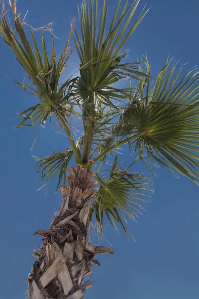 Eine Palme Einem Touristenparadies — Stockfoto