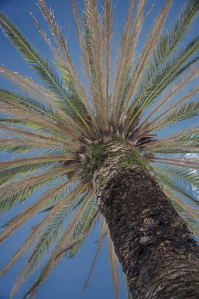 Eine Palme Einem Touristenparadies — Stockfoto