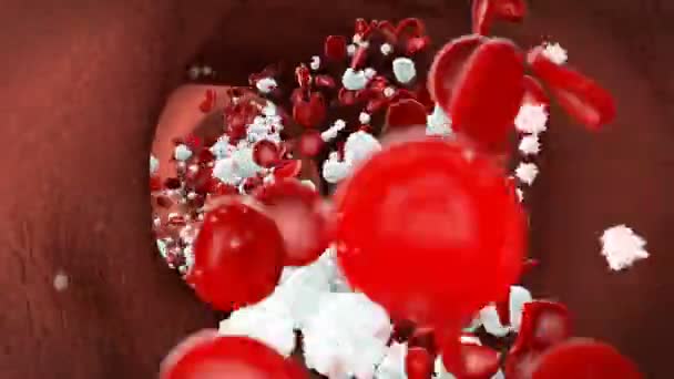 Blood cells, leukocytes, platelets in bloodstream — Stock Video