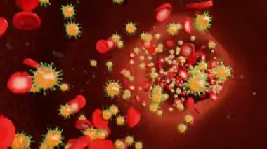 Kırmızı kan hücreleri ve kan damar hücrelerinde virüs