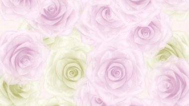 Büyük pembe ve beyaz gül tomurcukları, sonbahar döngü bg