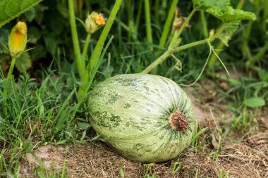 Bahçedeki Taze kabak