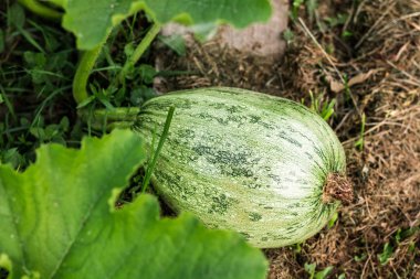 Bahçedeki Taze kabak