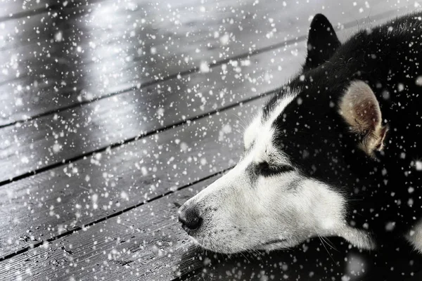 Schwarz-weißer sibirischer Husky schläft unter fließendem Schnee auf einer Holzterrasse — Stockfoto