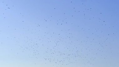 Mavi gökyüzünde uçan kuşlar. Bir sürü kuşun olduğu görkemli bir arka plan.