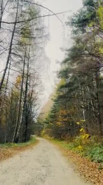 Yollu sonbahar ormanı manzarası. Ukrayna, Avrupa 'daki Karpat Dağları' nın güzel manzarası. Seyahat konsepti videosu. Kasım ayındaki eski köy yolu ya da yolunun sonbahar görüntüsü