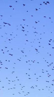 Mavi gökyüzünde uçan kuşlar. Bir sürü kuşun olduğu görkemli bir arka plan.