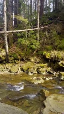 Yaremche, Ukrayna, Karpatlar 'da şelale gözyaşları. Kızlar İlkbaharda Şelale 'de Gözyaşı döküyor. Kız Gözyaşları Zhonka Nehri, Karpatya Dağları, İvano-Frankivsk Oblastı 