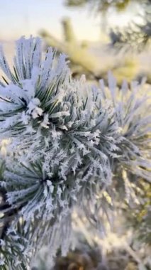 Donmuş ladin dalları, güneşli bir sabahta soğuk hava. Güneş ışığında sakin bir kış doğası. Sakin, dondurucu bir kış sahnesi. Kış Harikalar Diyarı. Şaşırtıcı doğa geçmişi