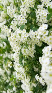 Spirea 'nın kar beyazı çiçekleri şemsiye şeklinde kızılötesi ışınlar halinde toplanır ve tüm çalılığı bol bol kaplar. Spiraea vanhouttei yaprak döken bahçe tasarımındaki süs çiti