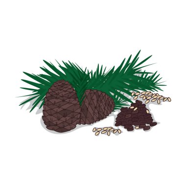 İzole clipart çam fıstığı