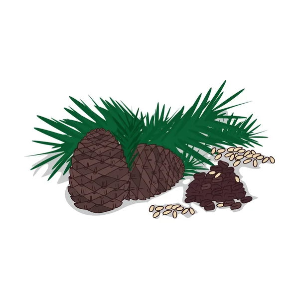 İzole clipart çam fıstığı