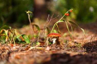 Uçan zehirli mantarlar zehirli mantarlar orman perisi ormanları