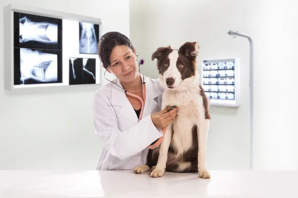 Veterinario Que Examina Perro Mientras Hace Chequeo Clínica Colonia Fronteriza — Foto de Stock