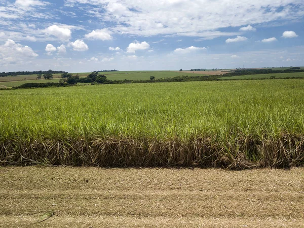 巴西的空中甘蔗田 — 图库照片