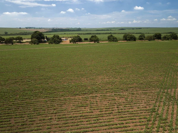 Vista Aérea Campo Soja Cultivado — Fotografia de Stock