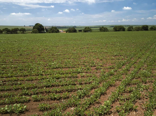 Vista Aérea Campo Soja Cultivado — Fotografia de Stock