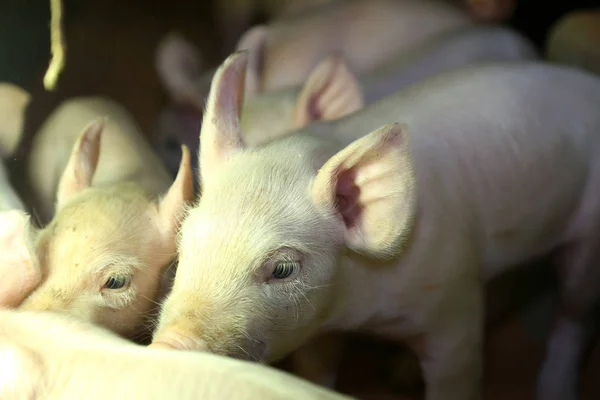 农场的猪 农业动物 — 图库照片
