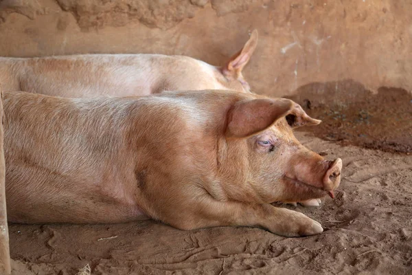 The farm pigs. Agriculture animal.