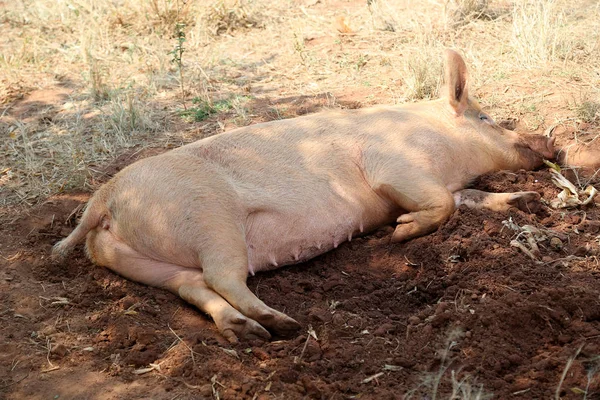 农场的猪 农业动物 — 图库照片