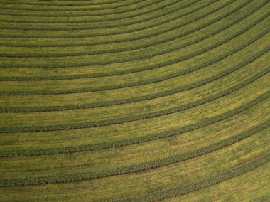 Brezilya 'da hava şeker kamışı tarlası. 
