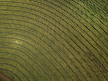 Brezilya 'da hava şeker kamışı tarlası. 