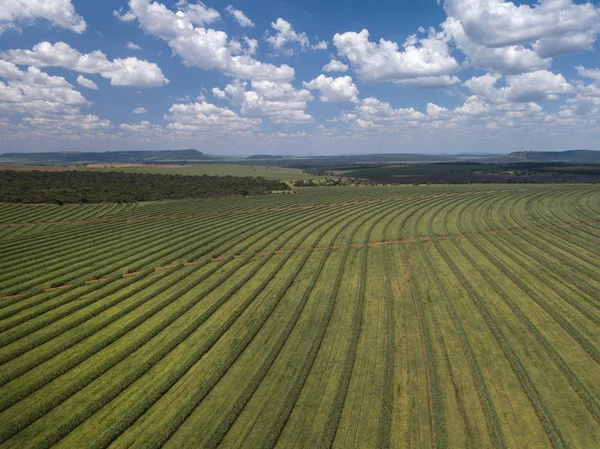 Campo de caña de azúcar aérea en Brasil . —  Fotos de Stock