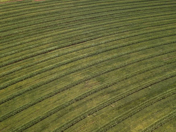 Vista aérea del campo de caña de azúcar en Brasil . —  Fotos de Stock