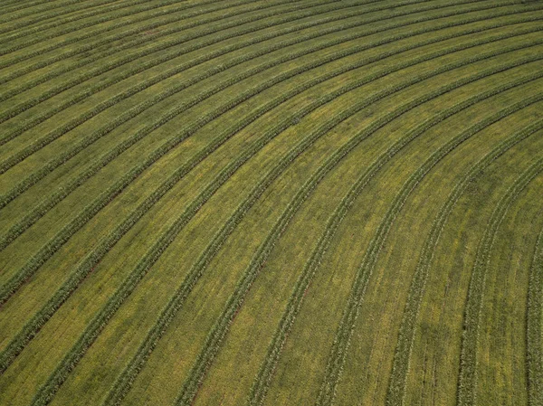 Campo de caña de azúcar aérea en Brasil . —  Fotos de Stock