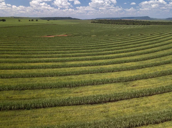 Campo de caña de azúcar aérea en Brasil . —  Fotos de Stock