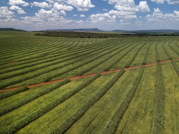 Zuckerrohrfeld aus der Luft in Brasilien. — Stockfoto